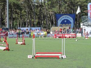 world agility open 2 20140619 1992052840